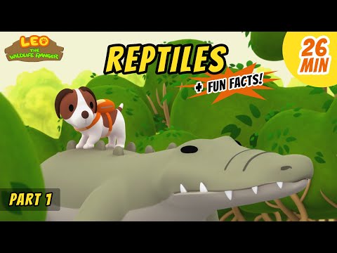 Reptiles (Part 1/2) - Estuarine Crocodile and more animal stories!
