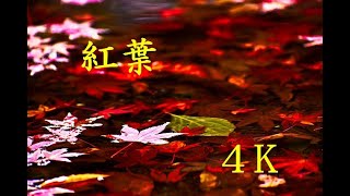 長岡市 紅葉園の紅葉を４K撮影　(GoPro HERO7 Black 4K30p) Autumn leaves in Nagaoka autumn leaves garden