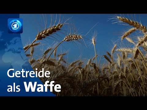 Getreide als Druckmittel Russlands: Steigende Weizenpreise auf dem Weltmarkt