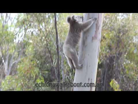 Koala climbing up a tree by bounding