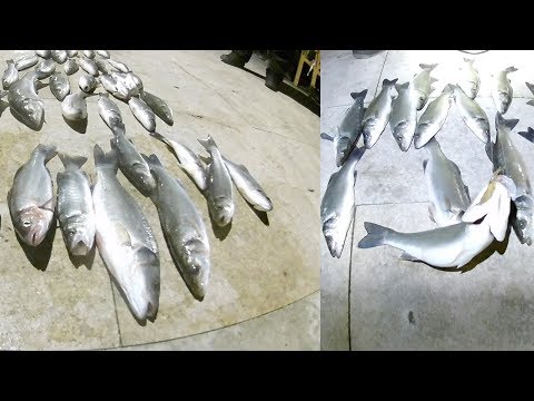 CANLI TEKE LEVREK AVI BÖLÜM-4) Sea Bass Fishing.