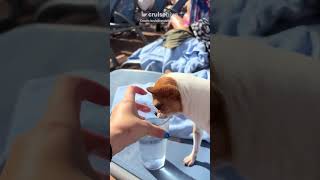 Chihuahua Goes Viral for Melting Hearts on Royal Caribbean Cruise. #cruise #cruisenews #cruises