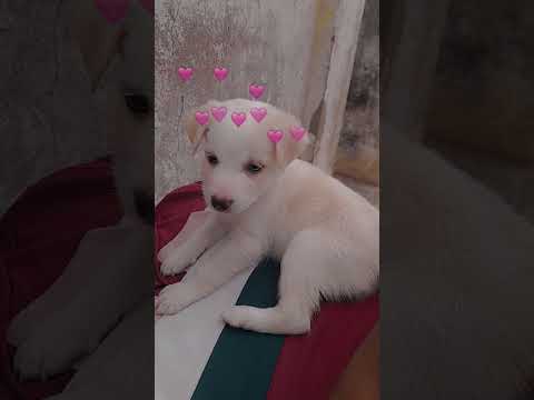 #yeah..The "Prince" is under prince treatment..🐕🍼❤️