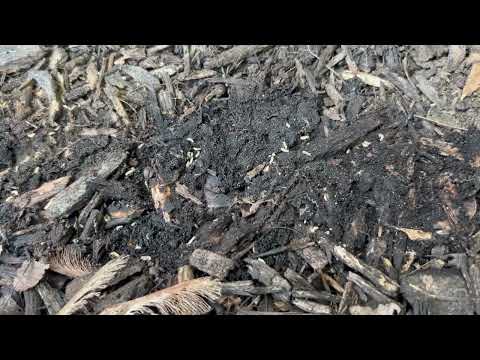 Subterranean Termites Border the Home in Jackson, NJ