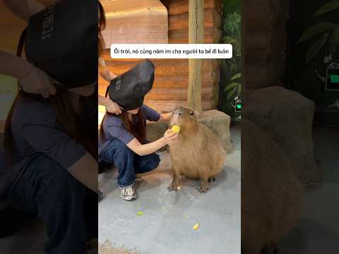 Thử thách xem Capybara sẽ bảo vệ ai và cái kết #shorts