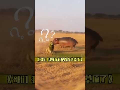 河马：“狮兄，屎到淋头”了窝 #动物世界纪录片  #河马  #狮子  #动物