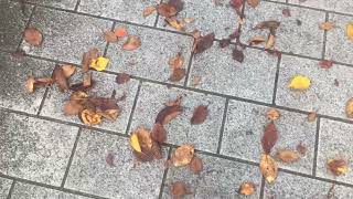 小田原城。落ち葉を踏んで歩く🍂