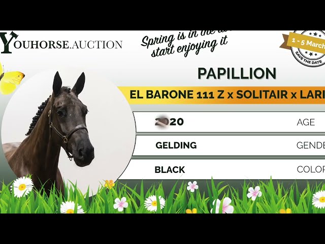Papillion first jumps under the saddle
