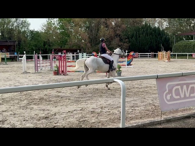 Hongre 9 ans pie gris 