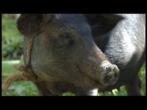 Pig Deal Revisited | A pig project ran by The Salvation Army in Haiti