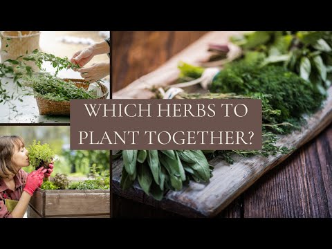 Which Herbs To Plant Together | 10 Common Herbs Companion Planting