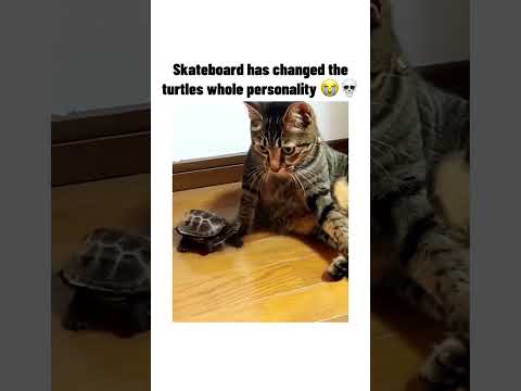 silly ahh turtle #lol #funny #bruh #funnymemes #meme #memes #turtle #trending #capcut #subscribe #xd