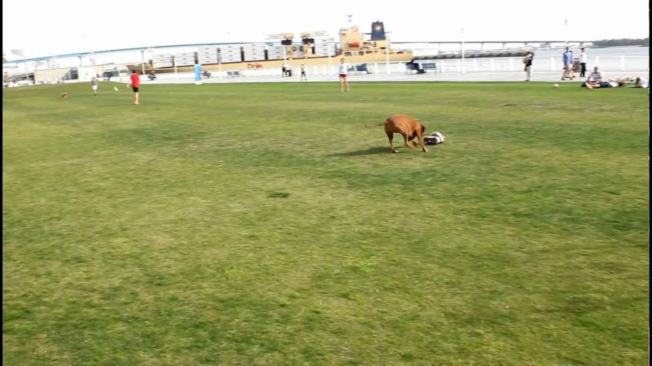 Go-Go Dog Pal, robot playmate for our K-9 friends - element14 Community