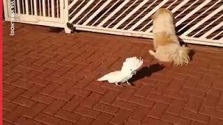 Re: [問卦] 亡國感很重怎辦？