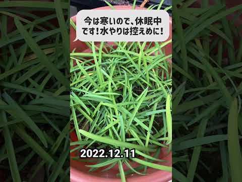 園芸 ユニフロラス・イフェイオン