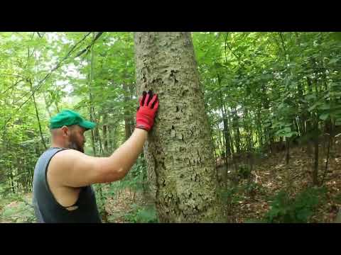 Dying Poplar Tree on the Mountain taken down for firewood Matt first tree of 2022