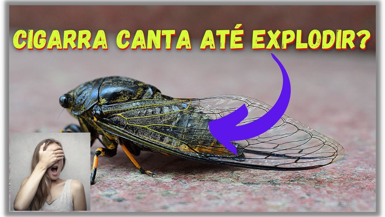 Cigarra Canta Até Explodir? Curiosidades Sobre a Vida da Cigarra!