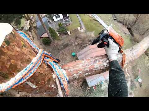 Dangerous Job: Cutting a Leaning Tree over House! Relaxing Tree Work