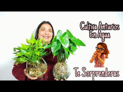 , title : 'Como cultivar Anturios en AGUA | te duraran por MUCHO TIEMPO!!!'