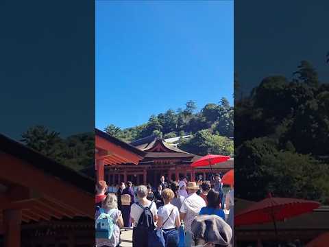 Shinto Temple Miyajima Japan 🇯🇵⛩️ Wedding Ceremony