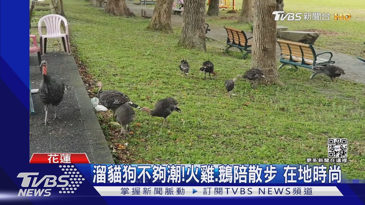 我家寵物!養火雞當伴 聽哨聲排隊回家