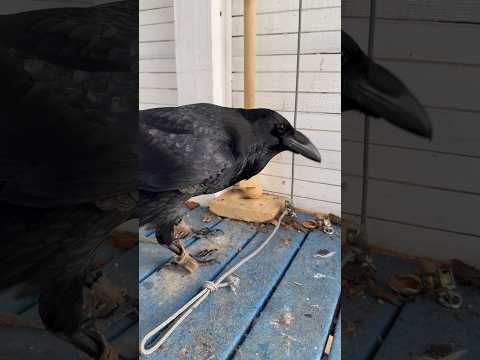 #raven #воронгоша #commonraven #birds