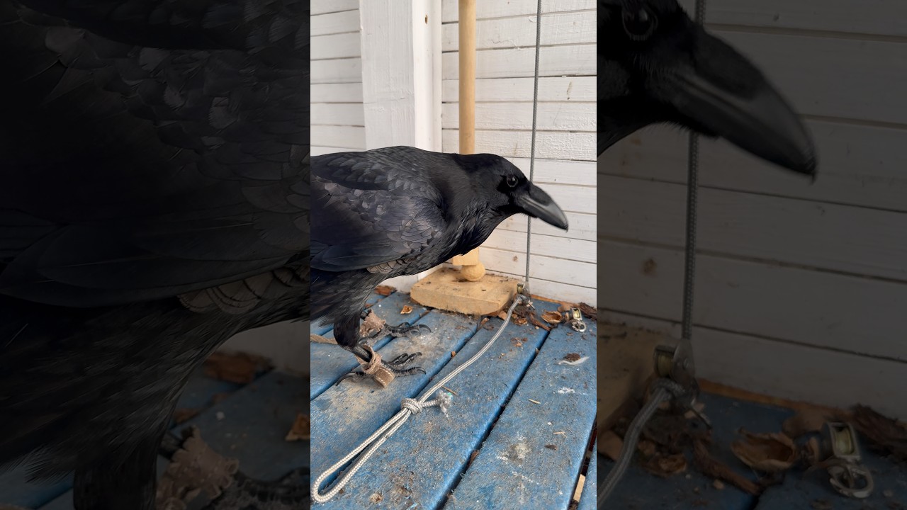 Raven #воронгоша #commonraven #birds