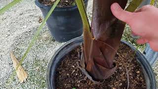 The Teddybear/Triangle Hybrid - Dypsis decaryi x leptochelios. The Teddybear/Triangle Hybrid - Dypsis decaryi x leptochelios.