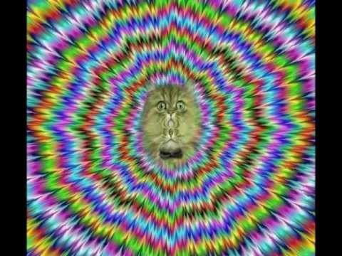 Cat on Mushroom  2004  (featuring Space Cat - Infected Mushroom)