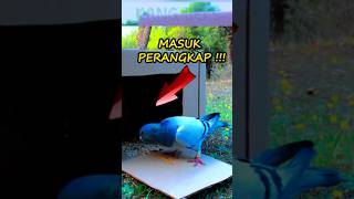 Download lagu Perangkap Sederhana Burung Merpati | Hemat Biaya! #shorts #viral #trending mp3 Download lagu Perangkap Sederhana Burung Merpati | Hemat Biaya! #shorts #viral #trending mp3