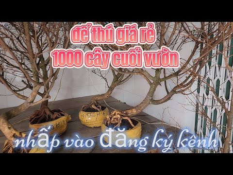 giảo thủ đức 1000 cây mai đế thú tàn đẹp giá 350k 0901379003