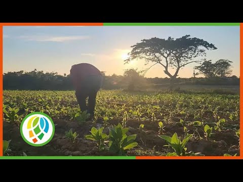 Evalúa Pleno Municipal del Partido en Consolación Del Sur temas de Impacto e y social