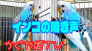 【セキセイインコ】インコの鳴き声