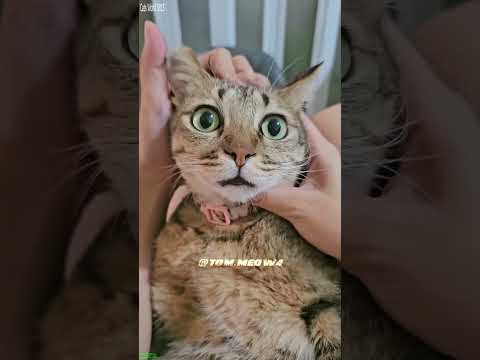 Funny Cats 2024 😻 #viral 🐱 # Ep 2323