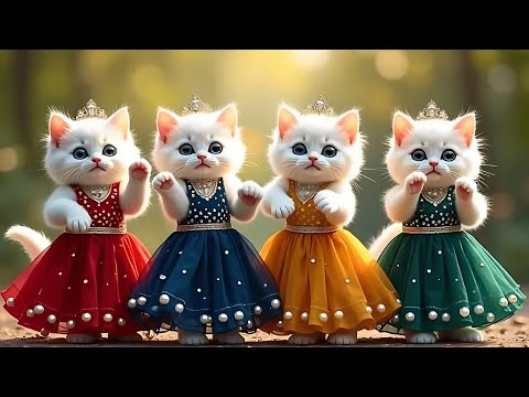 बिल्ली डांस | Cutest Cat videos funny dance🤣💃Videos for cats #funny #dancingcat #cat  @Meow_cat99