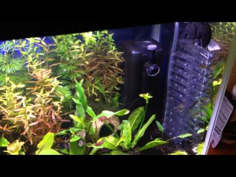 Badis + Dario Planted tank, wk 3; CO2 Ladder