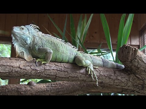 18.11.2016 - Tierisch Folge 118