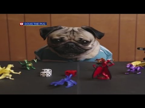 Sundog: Stranger Pugs