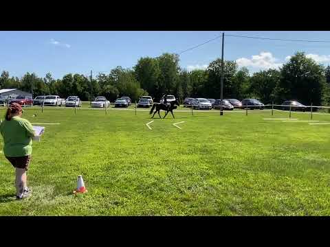 Emma and Samson “Trail” NWRDC Open Show 8/16/20