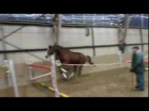 Wallach von Recaro Brillant x Kolibris As (geb. 2010)