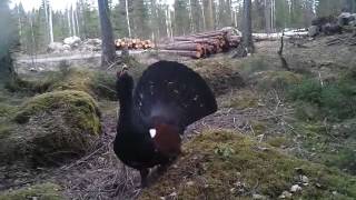 preview picture of video 'Finnish Really Angry Bird'