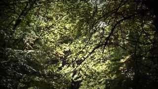 preview picture of video 'A walk in the woods.... testing the Panasonic GH3 14-140 mm'