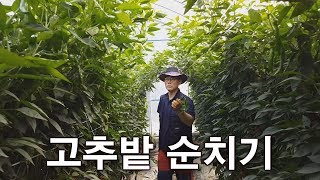 고추밭 가지치기를 아시나요?-귀농 귀촌 농사 농부