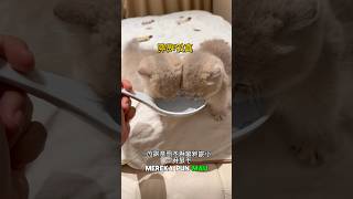 Download lagu Luna dan Lini Kucing kembar nakal yang suka bikin Babu kesal #shorts #kucinglucu #kucing #cat mp3