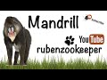 Mandrills Love Funny Purelove Mandrill Primates Myanimalkeeperlife Animals Zooanimals