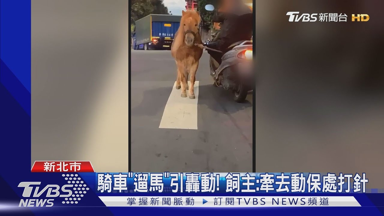 增強馬力?街頭驚見騎士「遛馬」 民眾:沒看過