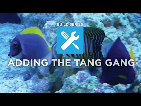 Ep. 19 | Build Series: Adding the Tang Gang