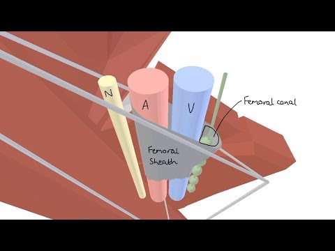 3D Tour of the Femoral Triangle