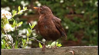THESE SONGS ARE FOR BIRD LOVERS