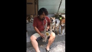 犬とサックス